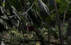 Louteridium donnell-smithii