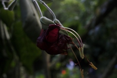 Louteridium donnell-smithii