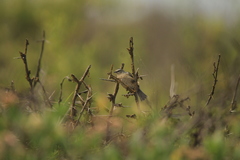 Conirostrum cinereum