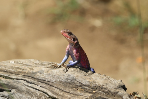 Namib Rock Agama, Agama planiceps