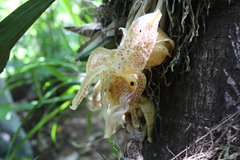 Stanhopea dodsoniana