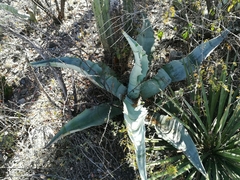 Agave marmorata