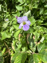 Asystasia gangetica image