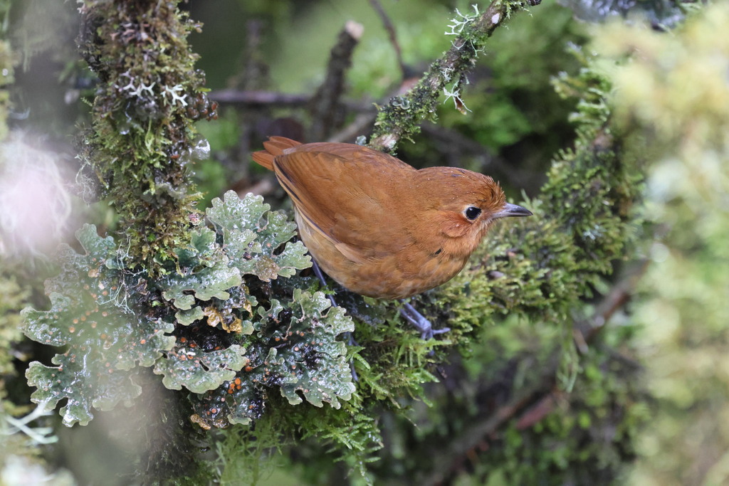 Rufous Antpitta