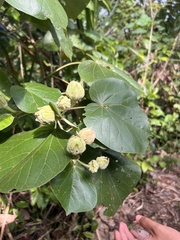 Hibiscus tiliaceus image