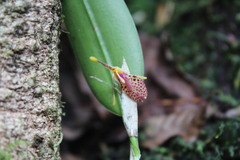 Restrepia muscifera