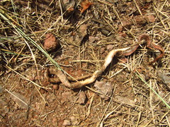 Leptodeira polysticta