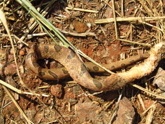 Leptodeira polysticta