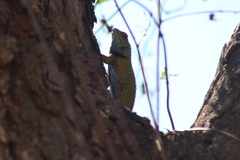 Sceloporus hondurensis