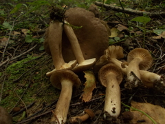 Lactarius fuliginosus