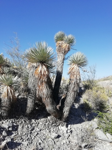 Yucca rostrata iNat (1)