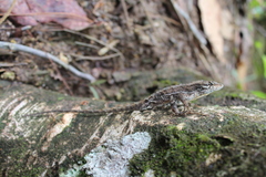 Anolis caceresae