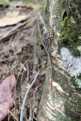 Anolis caceresae
