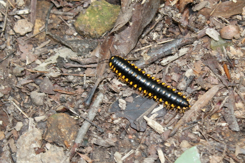 Apheloria montana photo 3