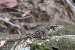 Anolis caceresae