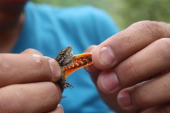 Anolis caceresae