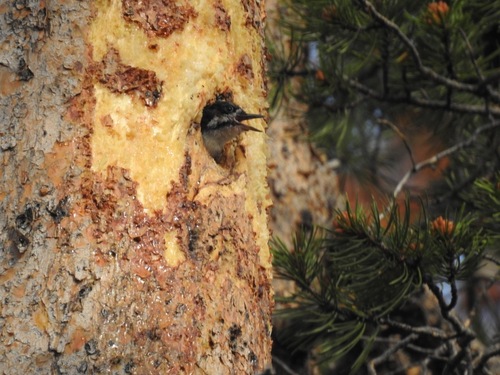 iNaturalist observation photo of Black-backed Woodpecker