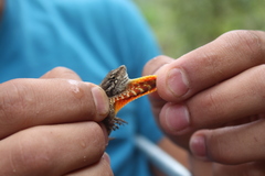 Anolis caceresae