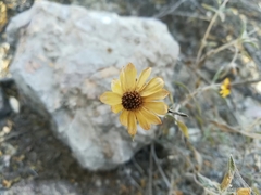 Sanvitalia fruticosa