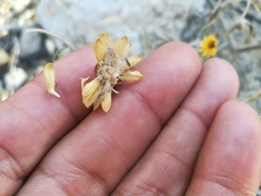 Sanvitalia fruticosa