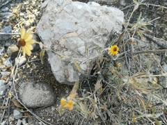 Sanvitalia fruticosa