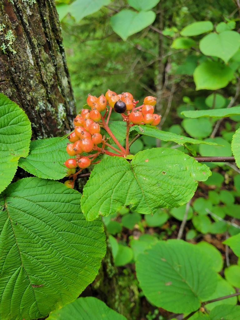 Hobblebush From Camden Me Usa On August At Am By