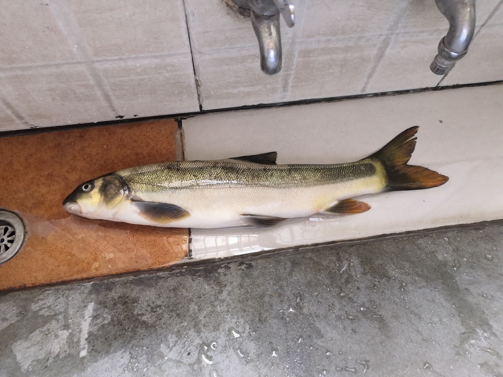 David's snowtrout (Schizothorax davidi) — Cyprinidae