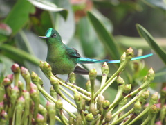 Long-Tailed Sylph photo 4