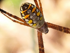 Argiope catenulata