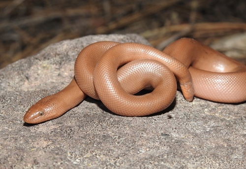 iNaturalist observation photo of Northern Rubber Boa