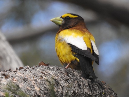 iNaturalist observation photo of Evening Grosbeak