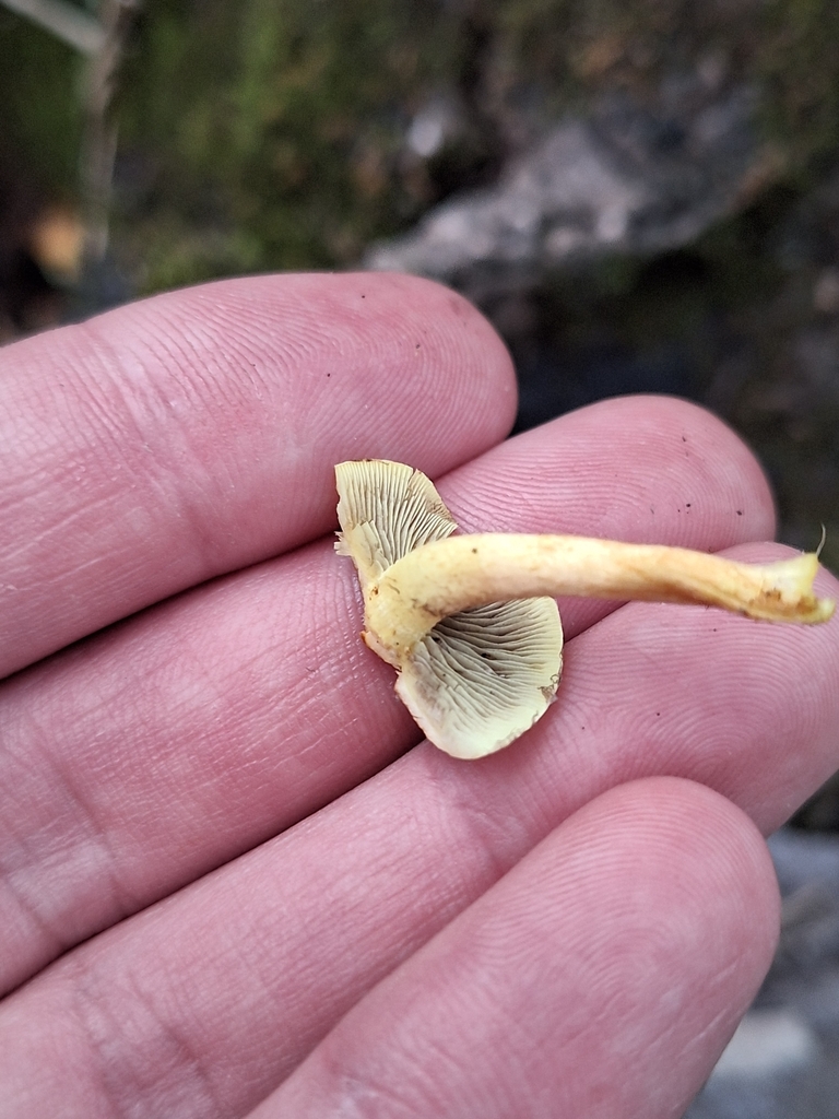 Hypholoma fasciculare · August 2023 · photo: © gonsaro (iNaturalist, cc-by)