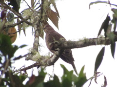 Patagioenas plumbea