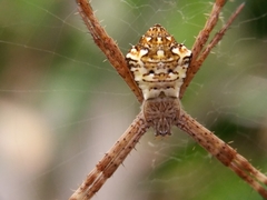 Argiope appensa