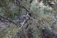 Cupressus glabra