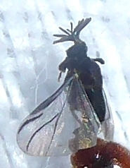 Strepsiptera