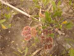 Tessaria integrifolia