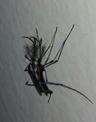 Psorophora howardii