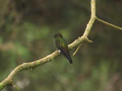 Haplophaedia aureliae