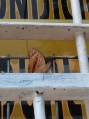 Junonia genoveva hilaris