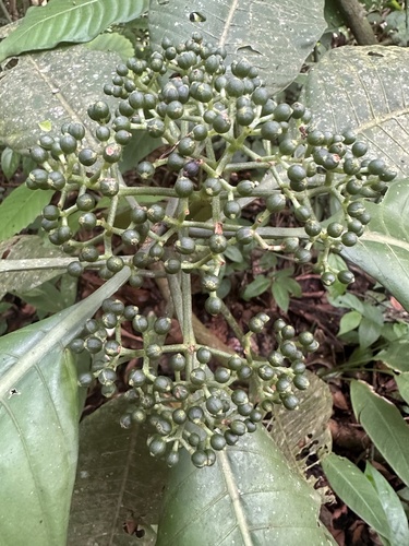 Psychotria limonensis, 2023-08-09
