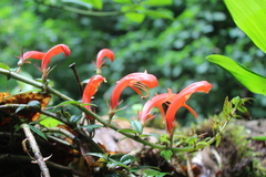 Columnea guatemalensis