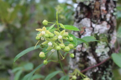 Blepharodon mucronatum