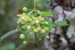 Blepharodon mucronatum