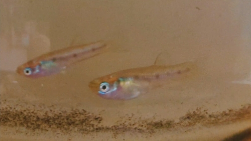Porthole livebearer (Poeciliopsis gracilis) — Poeciliidae — 5