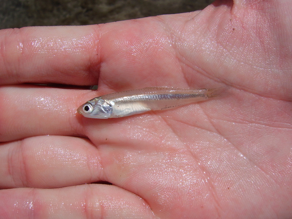 Big-Eye Anchovy