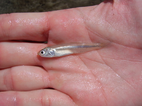 Anchovy (Anchoa lamprotaenia) — Engraulidae