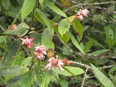 Diglossa albilatera