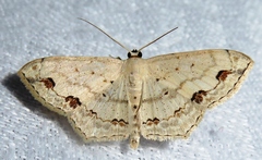 Scopula pulchellata agg