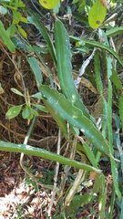 Selenicereus undatus